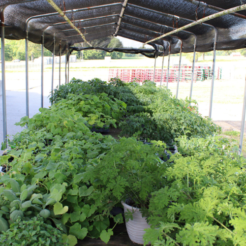 Live plants for sale on a wagon in he Rudy's Farm parking lot.