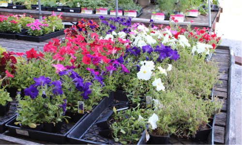 An array of flowers for sale.